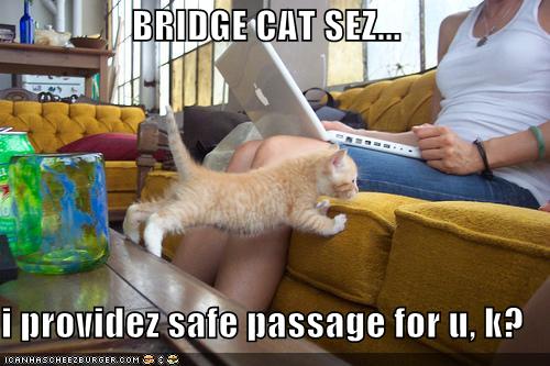 Bridge Cat